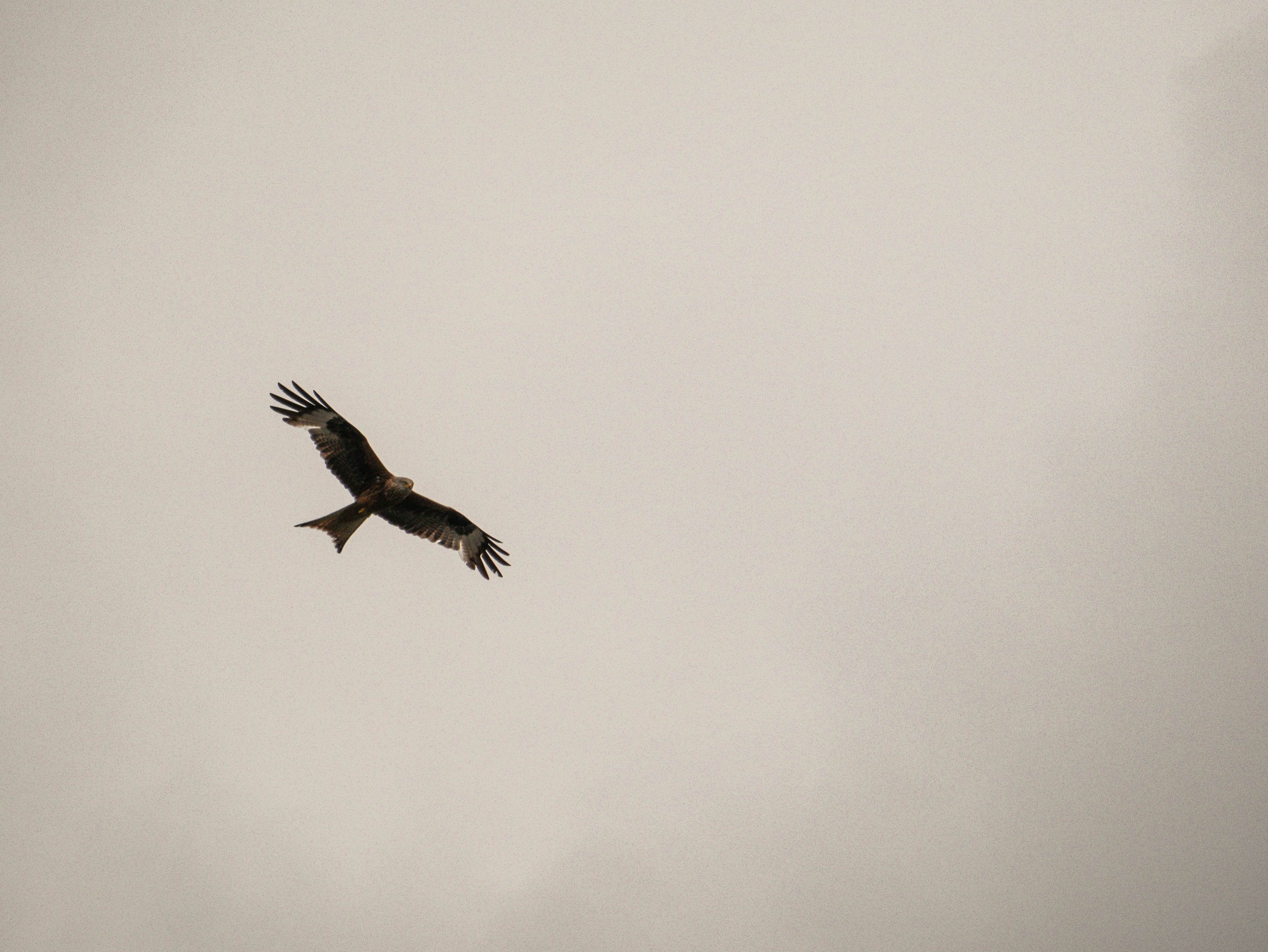 black bird flying in the sky